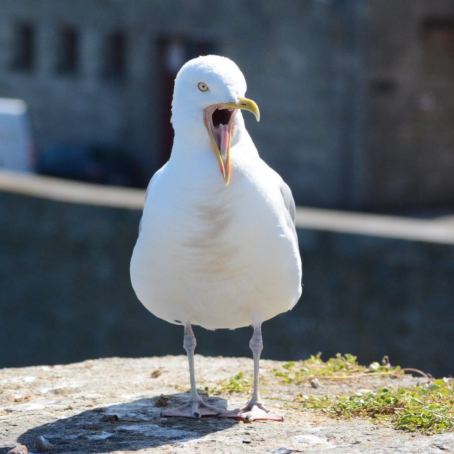 Screaming gull at the Colosseum in Rome